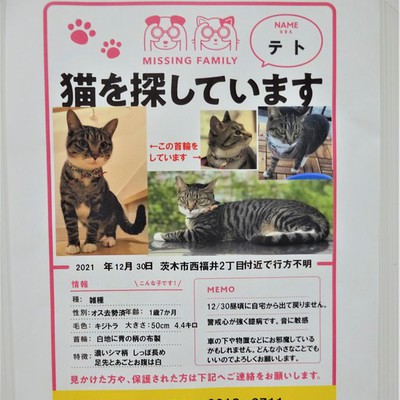 迷子の猫ちゃんを探されています。 | インフォメーション | 茨木市の