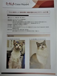 脱毛症へのサプリメント