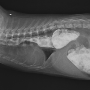 猫の食道裂孔ヘルニア