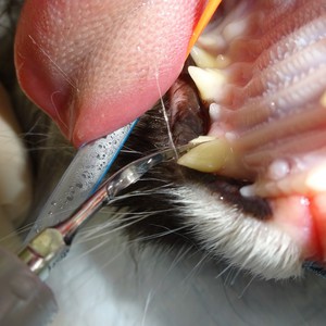 猫の犬歯破折