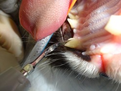 猫の犬歯破折