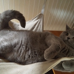 我が家のトムについて