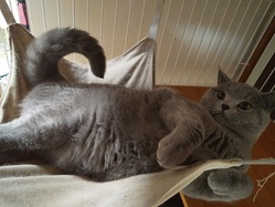 我が家のトムについて