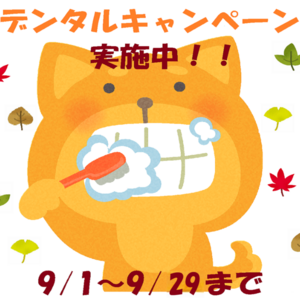 デンタルキャンペーン始まります！