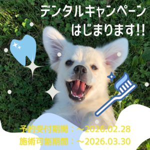 デンタルキャンペーンが始まります！！