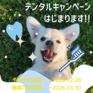 デンタルキャンペーンが始まります！！