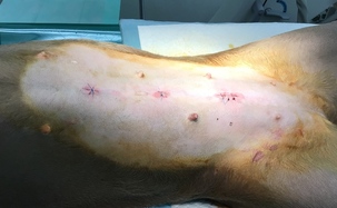 腹腔鏡下避妊手術