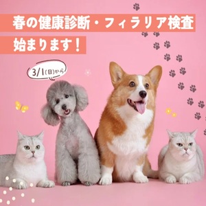 春の健康診断・フィラリア検査始まります🌸