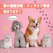 春の健康診断・フィラリア検査始まります🌸