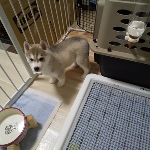 新しくハスキーを家族に迎えました。